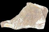 Ordovician Graptolite (Araneograptus) Plate - Morocco #126420-1